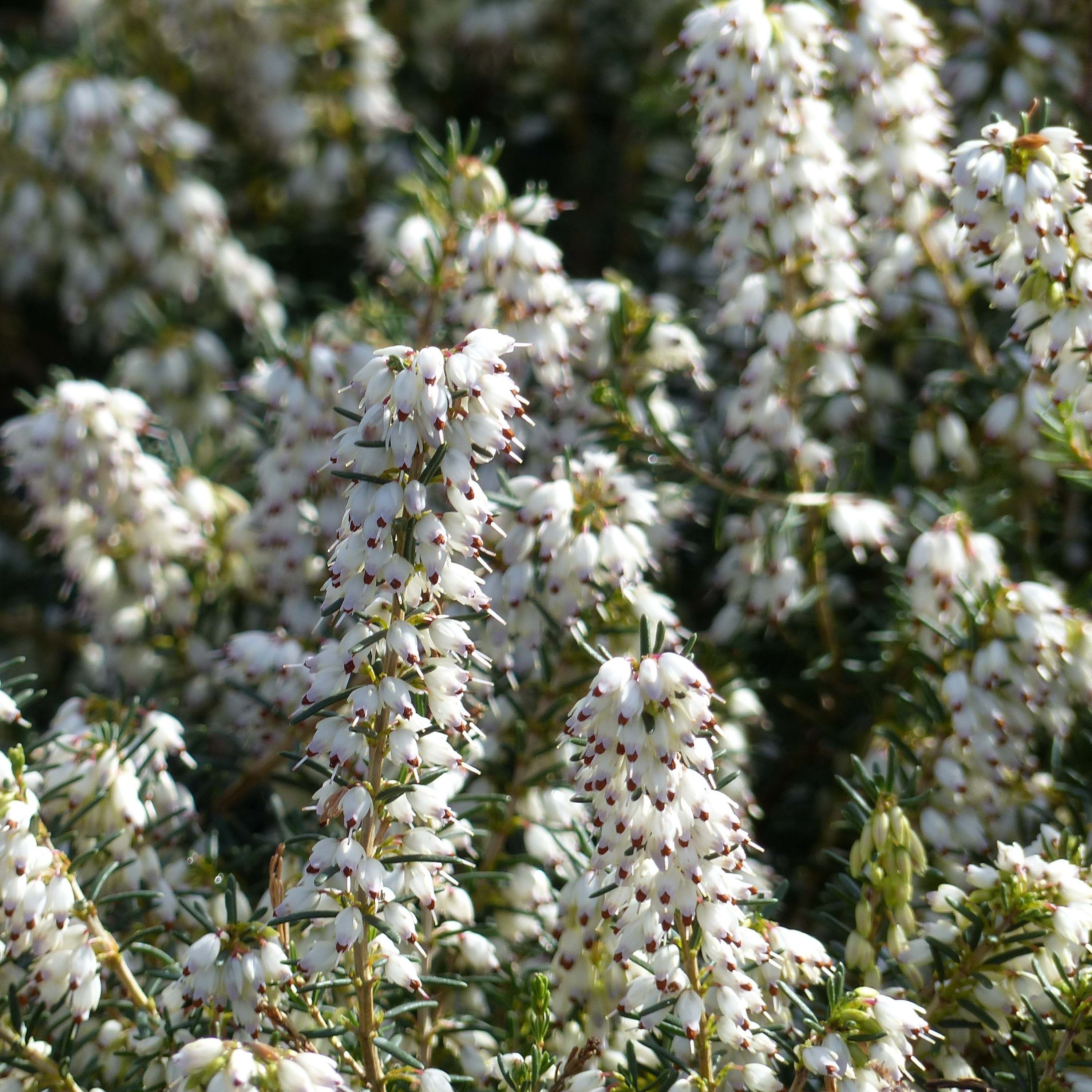 Erica darleyensis f. albiflora 'Silberschmelze'